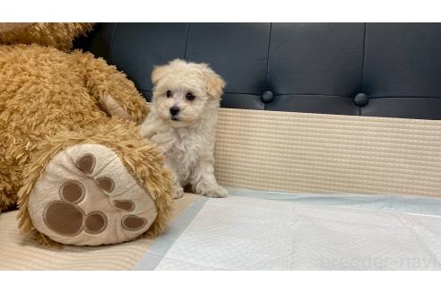 成約済の兵庫県のマルプー:マルチーズ×トイプードル-378628の13枚目
